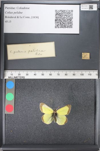 Media type: image;   Entomology 124479